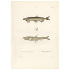 Antiker antiker Fischdruck des Capelin „oder Caplin“ und des „europäischen“ Schmelzes, 1842
