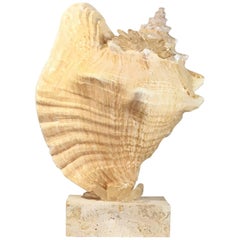 Mounted Natural Sea Shell with Crystal