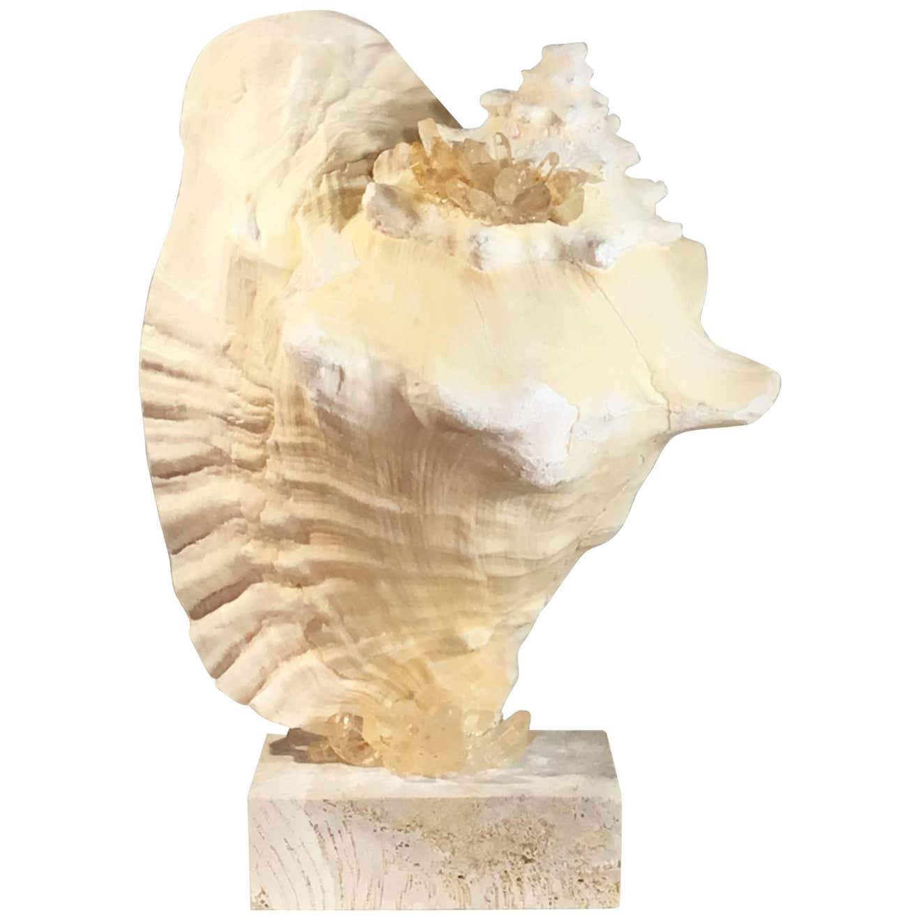 Mounted Conch Shell with Crystal at 1stDibs