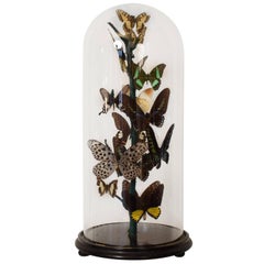 Antique Early 20th Century Wunderkammer Butterfly Dome, circa 1910