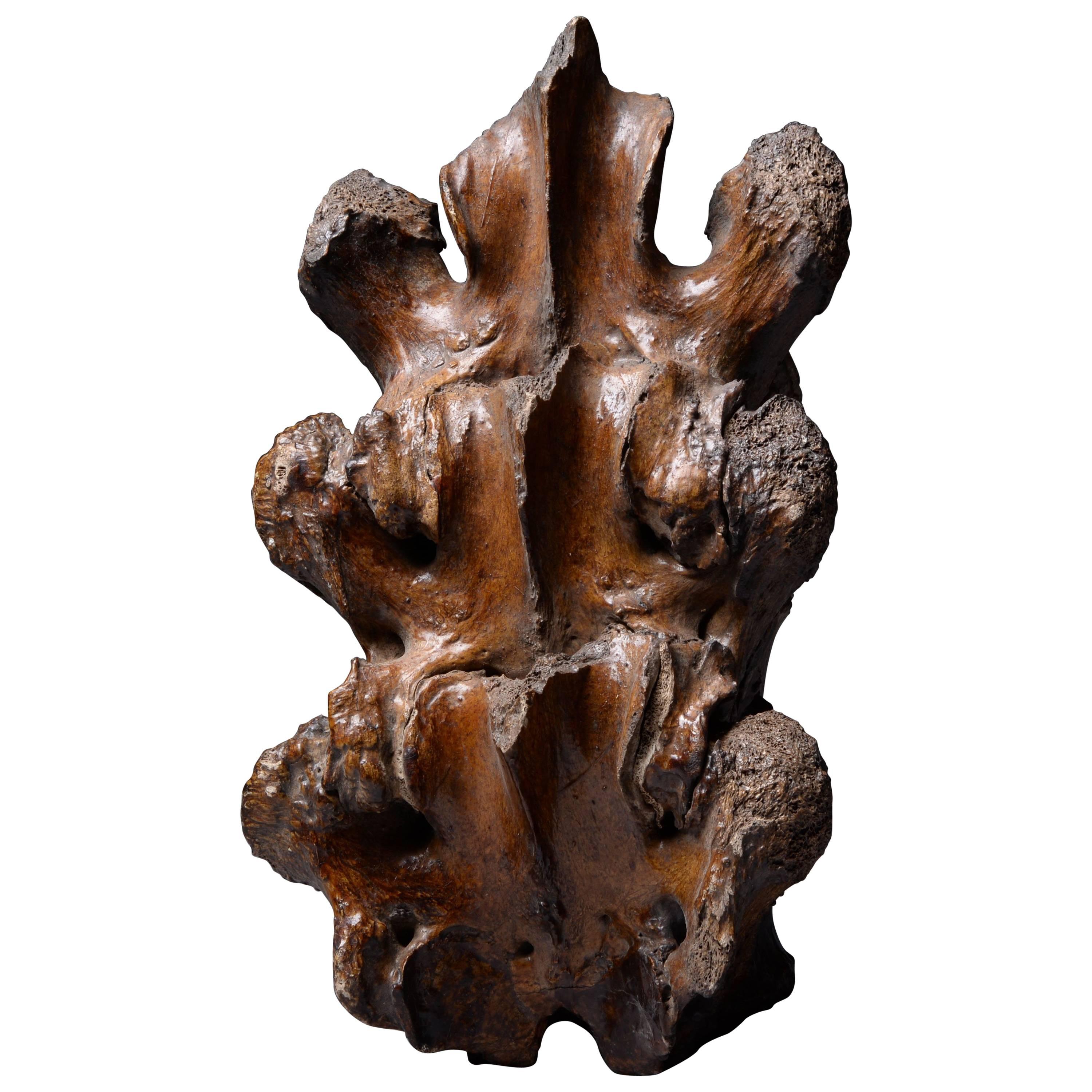 Prehistoric Ice Age Vertebrae of a Straight Tusked Elephant