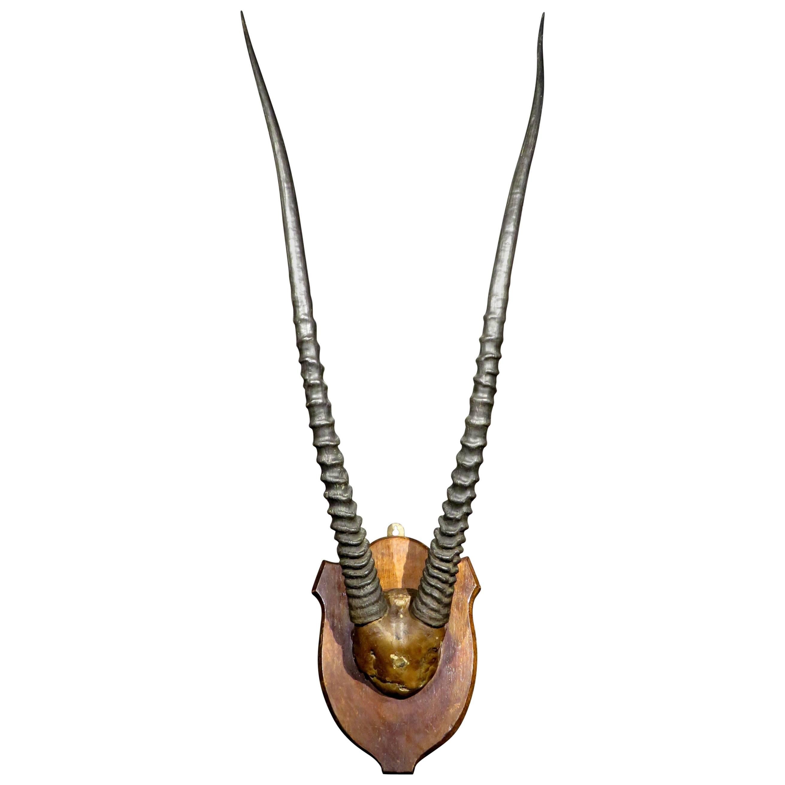 African Horns 38 For Sale on 1stDibs