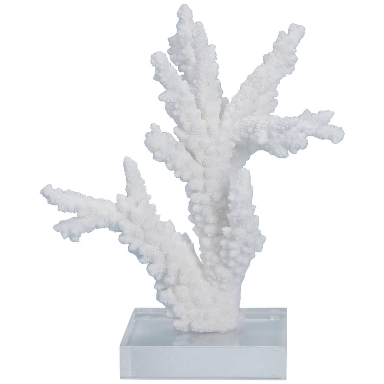 Branch Coral Sculpture on Lucite