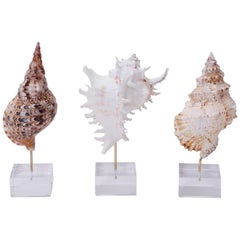 Shells Mounted on Lucite