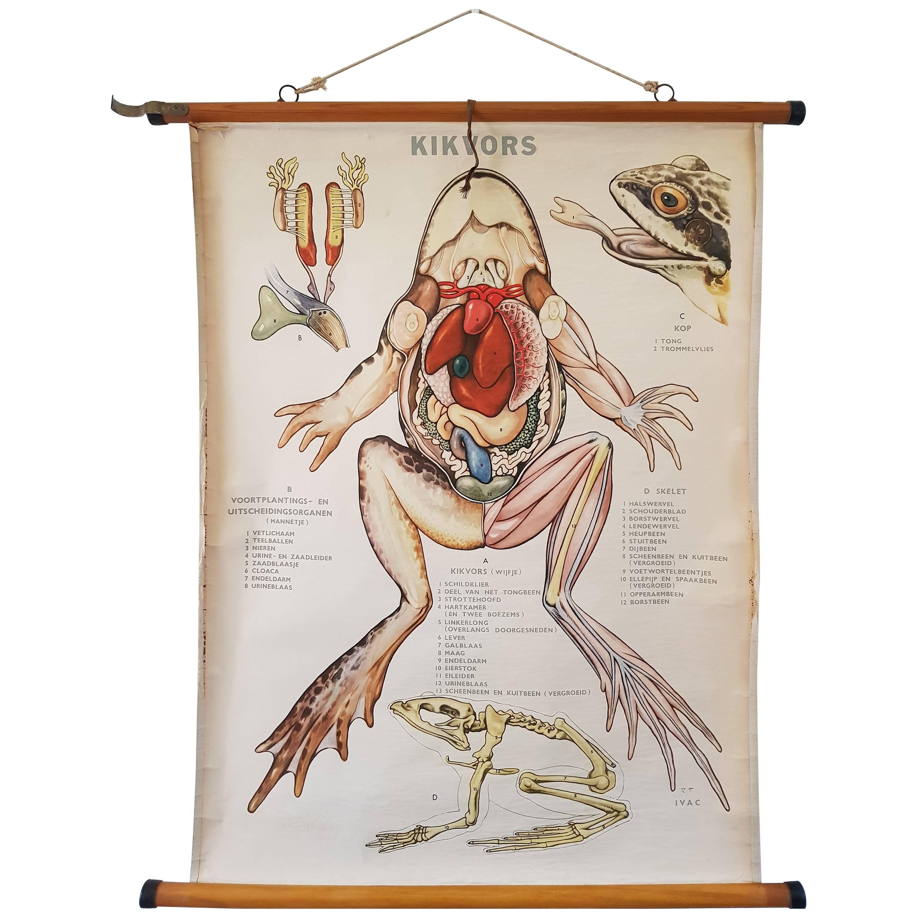 Frog Dissection, Anatomical, Scientific and Zoologie Wall Chart For Sale