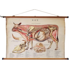 Antique Anatomical, Zoology Wall Chart Dissection of a Cow