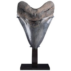 Antique Huge Pristine Megalodon Shark Tooth Fossil