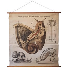 Antique Anatomical , Zoology Wall Chart by Dr Paul Pfurtscheller from a Snail