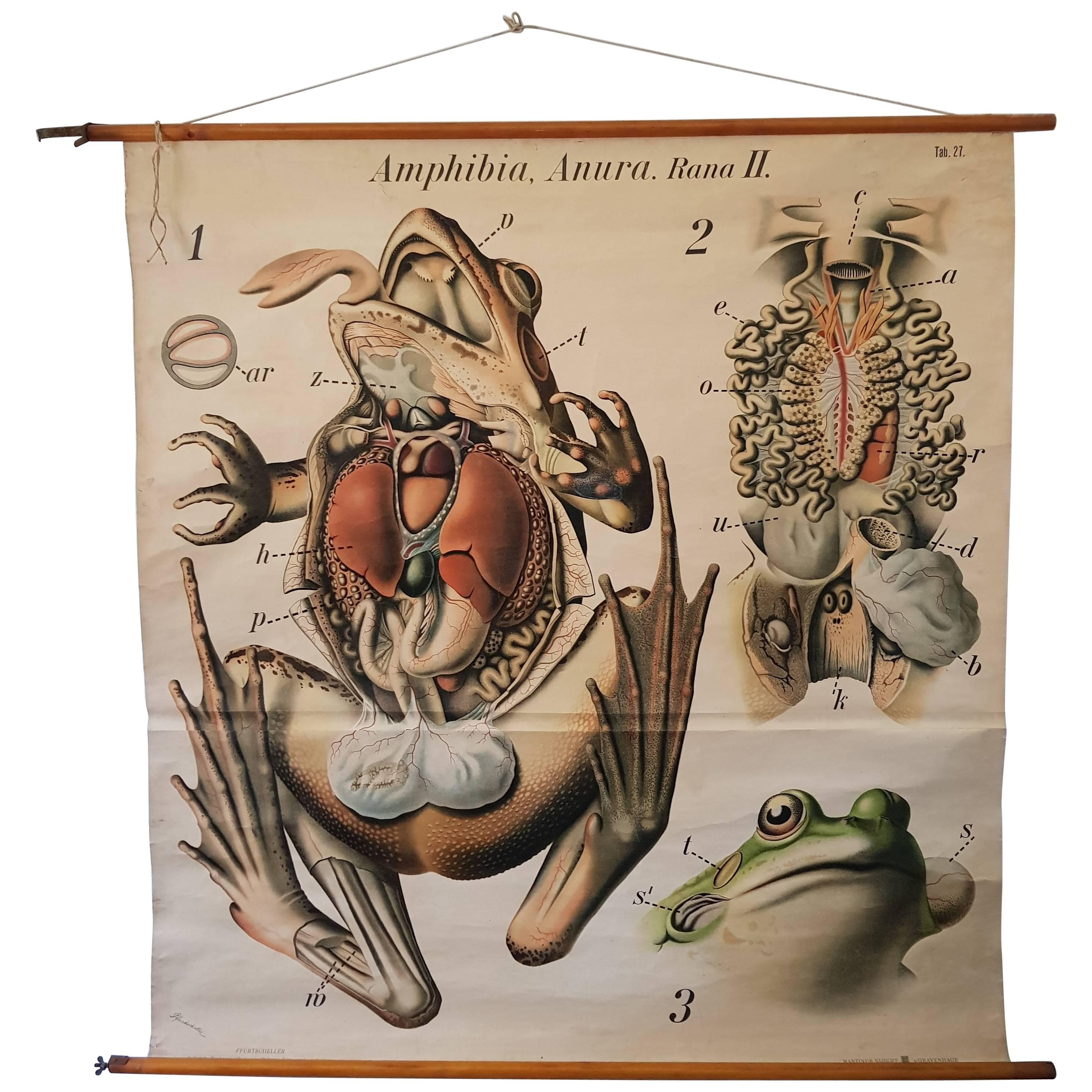 Anatomical, Zoologie Wall Chart by Dr. Paul Pfurtscheller from an Amphibian For Sale