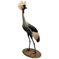 Very Large Taxidermy African or Grey Crowned Crane