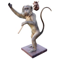 Late 19th Century Humorous Taxidermy Spider Monkey 