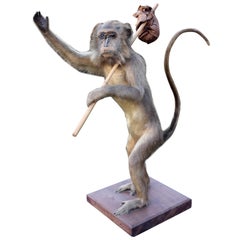 Late 19th Century Humorous Taxidermy Spider Monkey