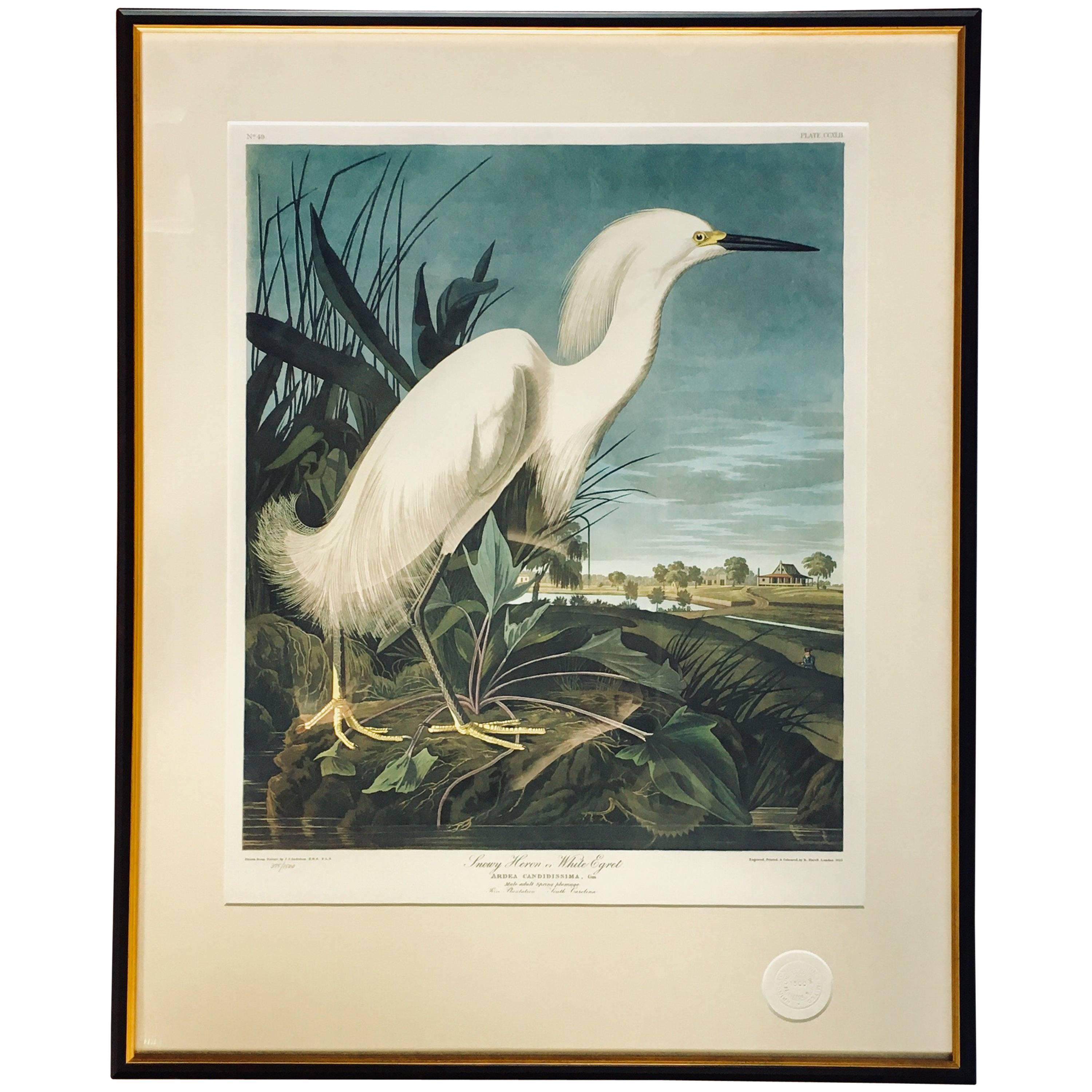 Limited Edition John James Audubon Snowy Heron or Egret Lithograph, Princeton  