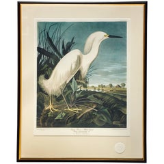 Limited Edition John James Audubon Snowy Heron or Egret Lithograph, Princeton  