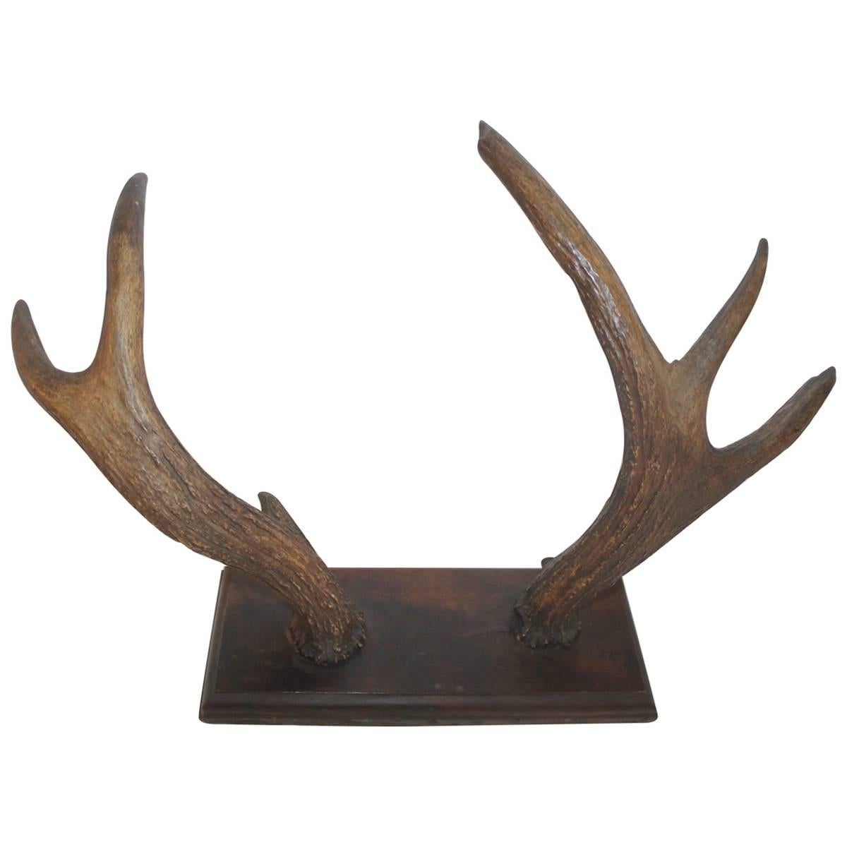 Mounted 19th Century Antlers Hat Hack