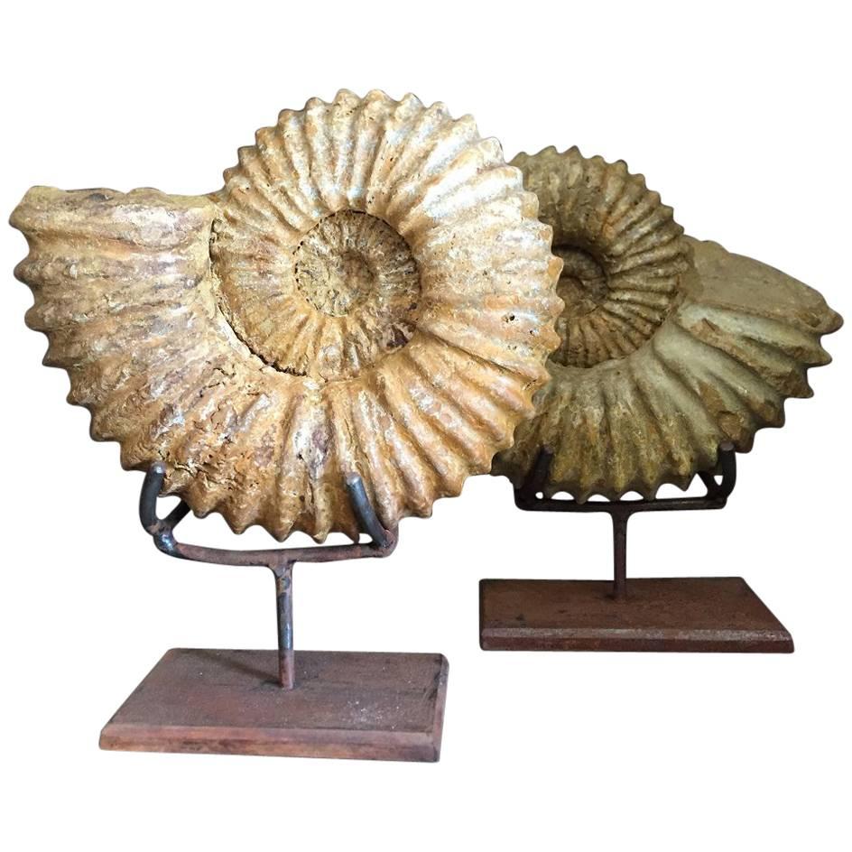 Pair of Ammonites, Ammonite Fossil