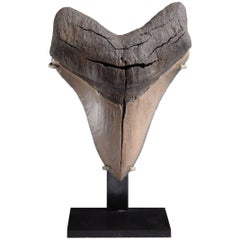 Pristine Megalodon Shark Tooth Fossil