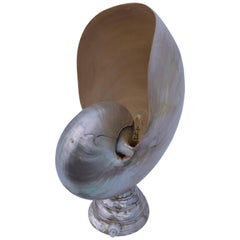Unusually Large Seashell Mother-of-Pearl Table Lamp with a Mother-of-Pearl Base