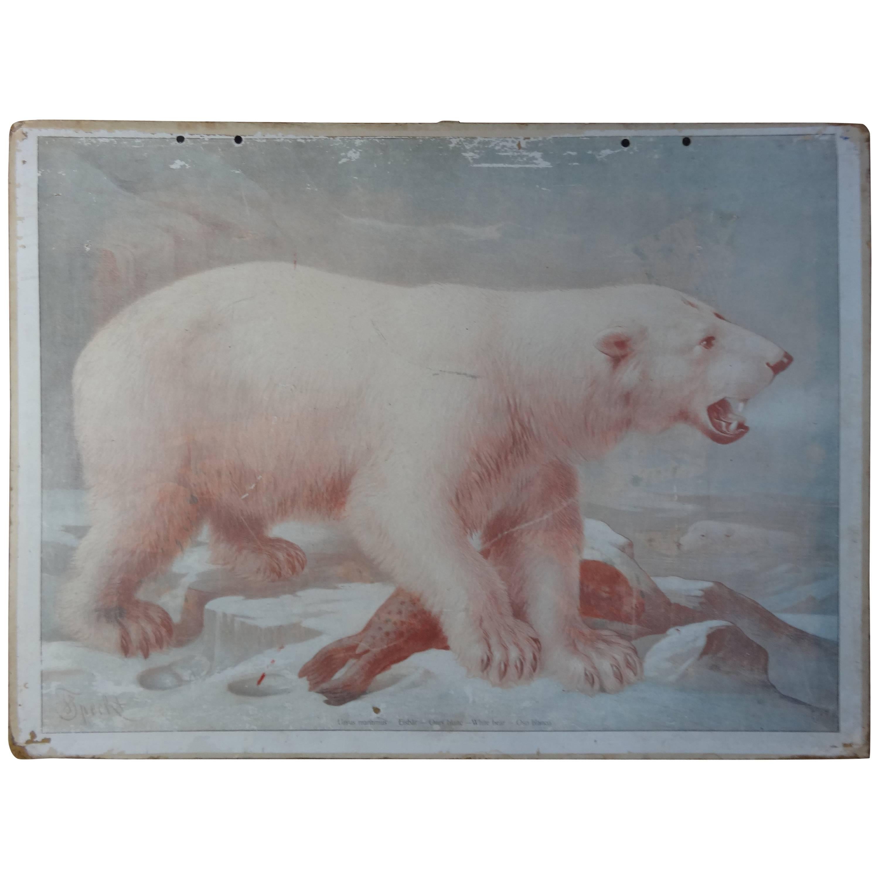 20th Century School Print of Ice Bear and Reindeer 'Double-Sided'