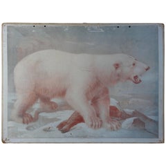 Vintage 20th Century School Print of Ice Bear and Reindeer 'Double-Sided'