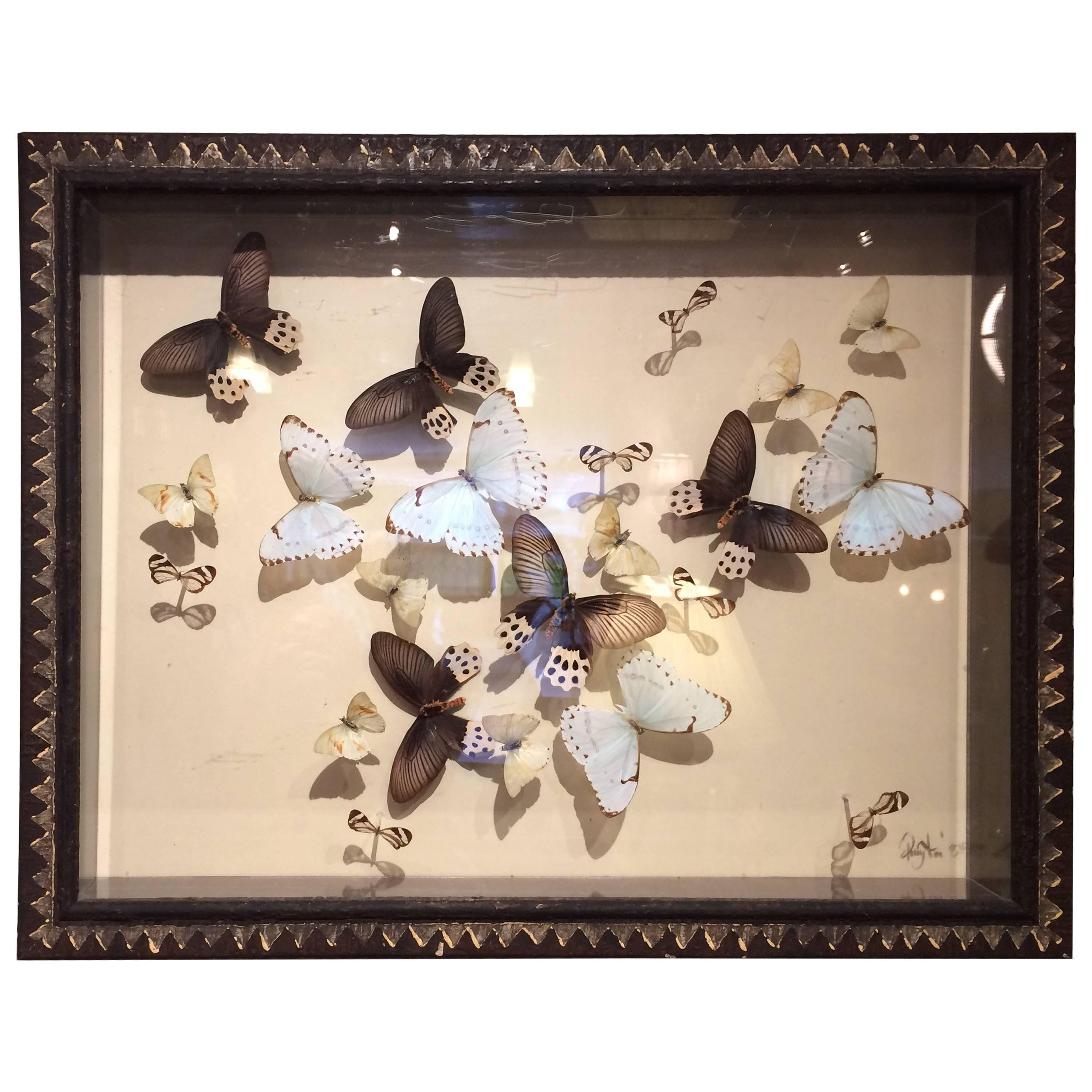 Magnificent Handmade Collection of Butterflies in Shadow Box