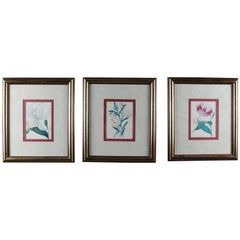 Vintage Framed Botanical Prints 'Lilium White' 'Lilium Rose' & 'Helochrsum' 20th Century