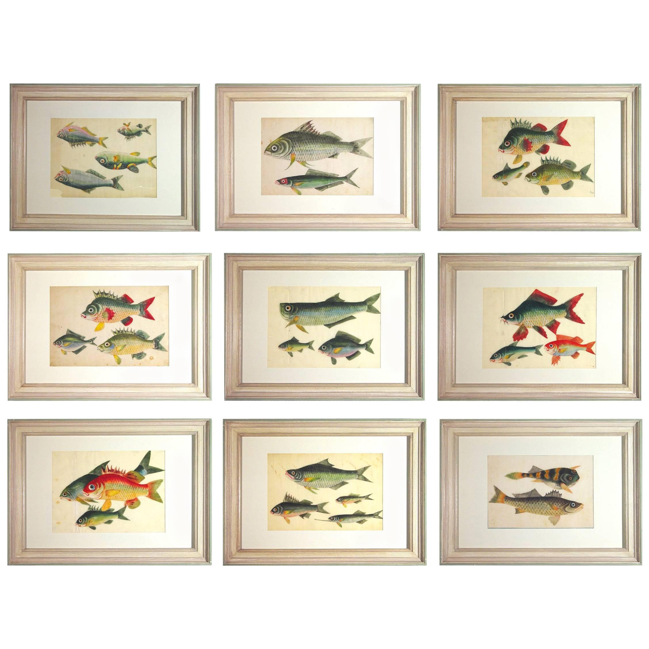 China Trade Watercolors of Fish on Pith Paper, circa 1850