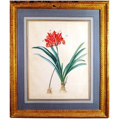 Antique 18th Century European Botanical Watercolor and Gouache Painting of Flowers