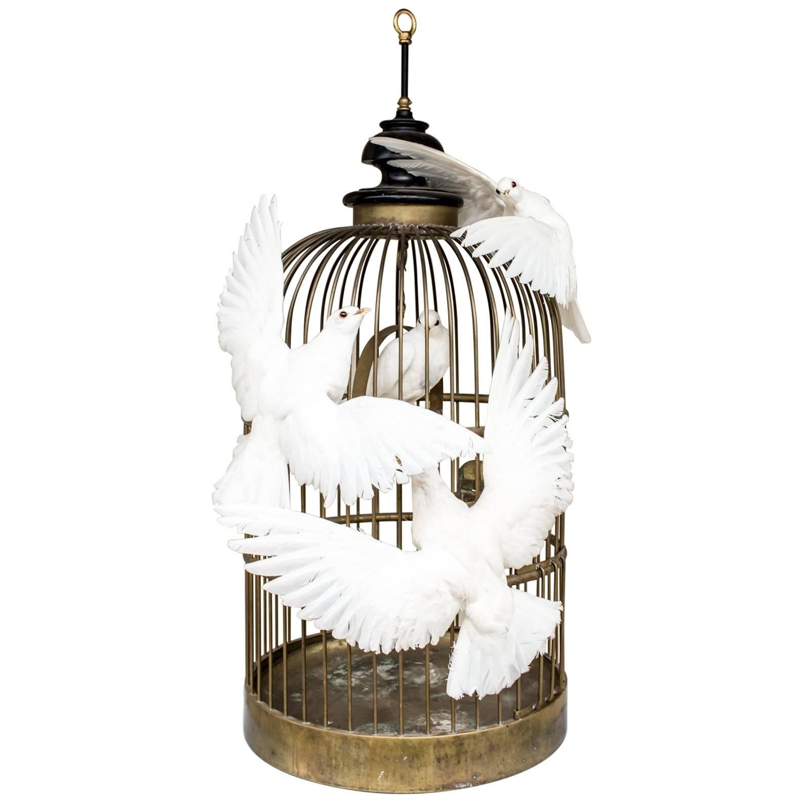 Antique French Birdcage & Taxidermy Dove Sculpture