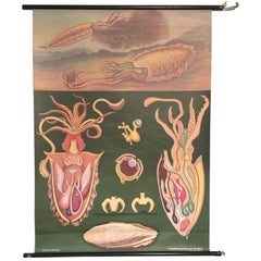 Vintage German Roll Up Chart 'the Cuttlefish, Jung Koch Quentell, Germany, 1973