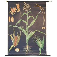Vintage German Roll up Chart 'Corn' Jung Koch Quentell, 1973