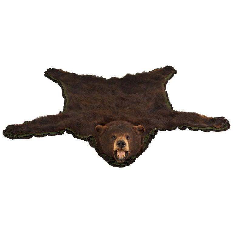 Taxidermy Bear 2 For On 1stdibs, How Much Is A Black Bear Skin Rug Worth