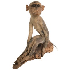 19th Century Victorian Stuffed Macaque Monkey Taxidermy Collectible Curiosity