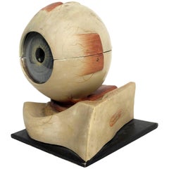 Anatomical Model of the Eye, Complete, Somso, Sonnenberg, Germany, circa 1900