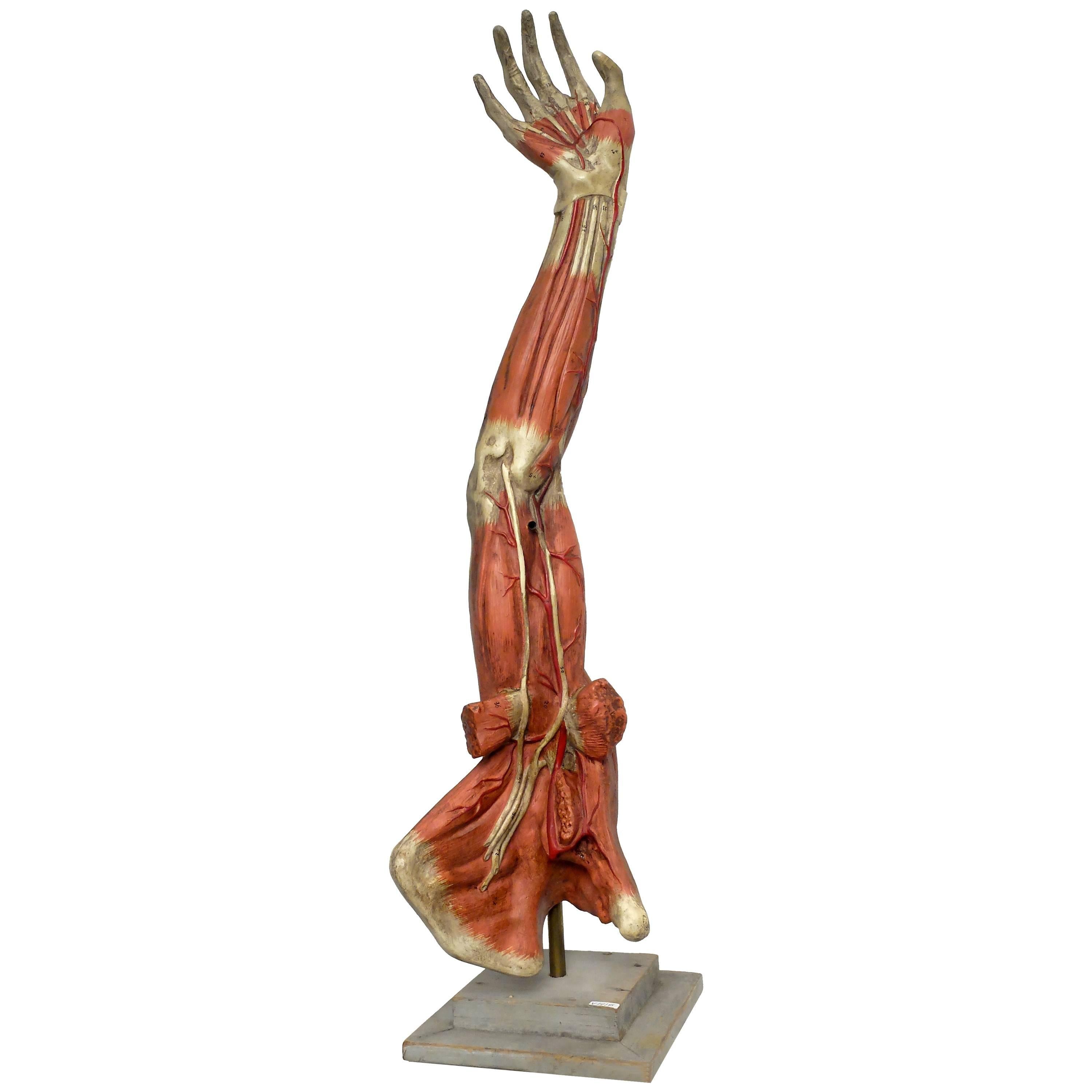 Anatomical Model of an Entire Arm Made by Paravia, Milano, Italy, circa 1890