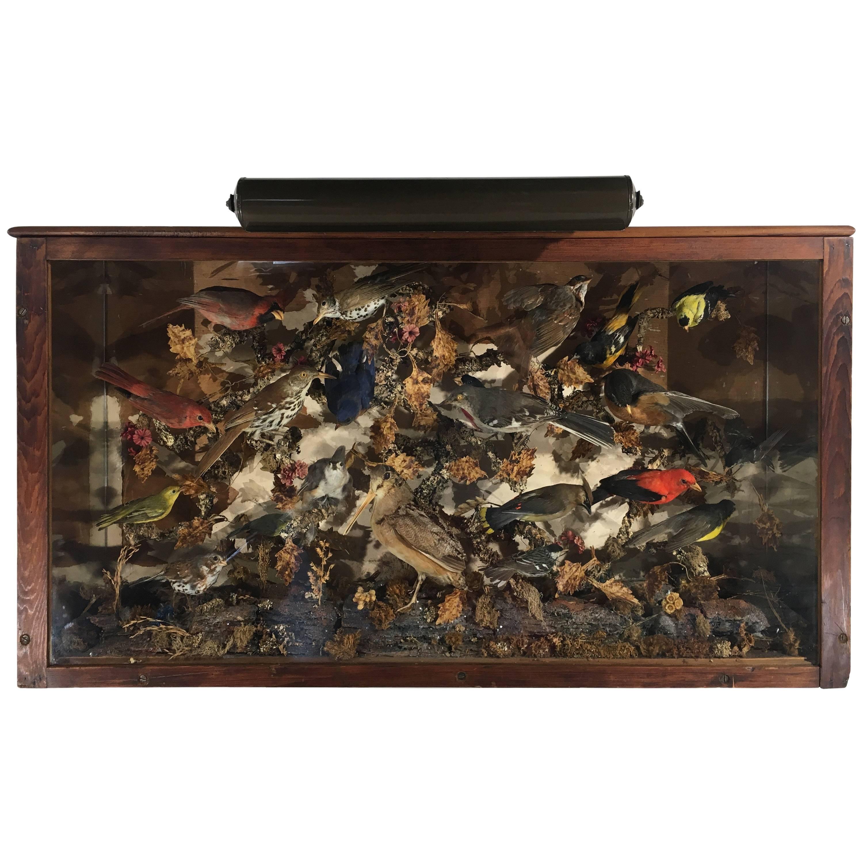 Antique Victorian Taxidermy Birds Case with Light Mount