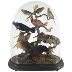 Oiseaux exotiques taxidermiques en caisse de style victorien