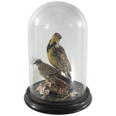 Oiseaux de taxidermie exotiques de l'époque victorienne dans un étui