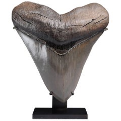 Antique Huge Pristine Megalodon Tooth Fossil