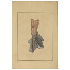 Antique Medical Print of Lungs ‘Tab. 1’ by F.D. Reisseisen, 1822