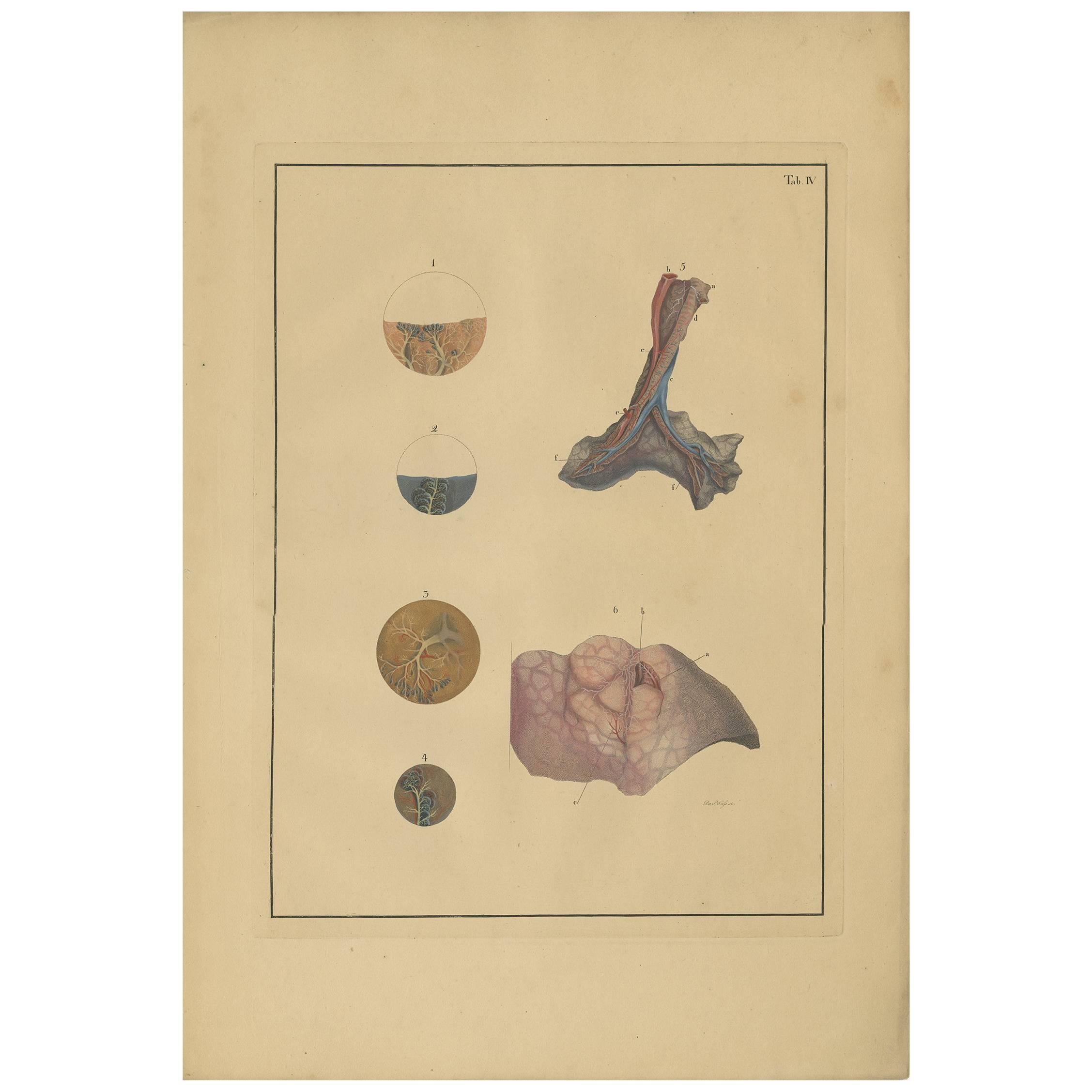 Antique Medical Print of Lungs 'Tab.4' by F.D. Reisseisen, 1822 For Sale