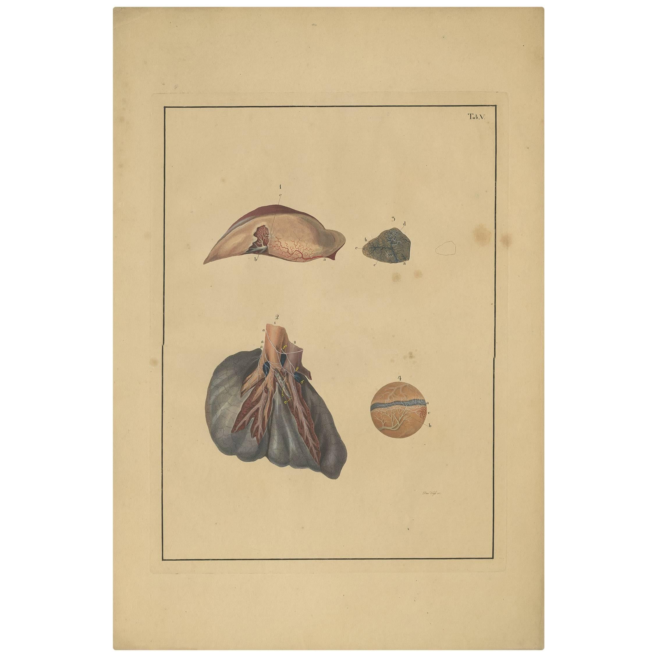 Antique Medical Print of Lungs 'Tab. 5' by F.D. Reisseisen, 1822