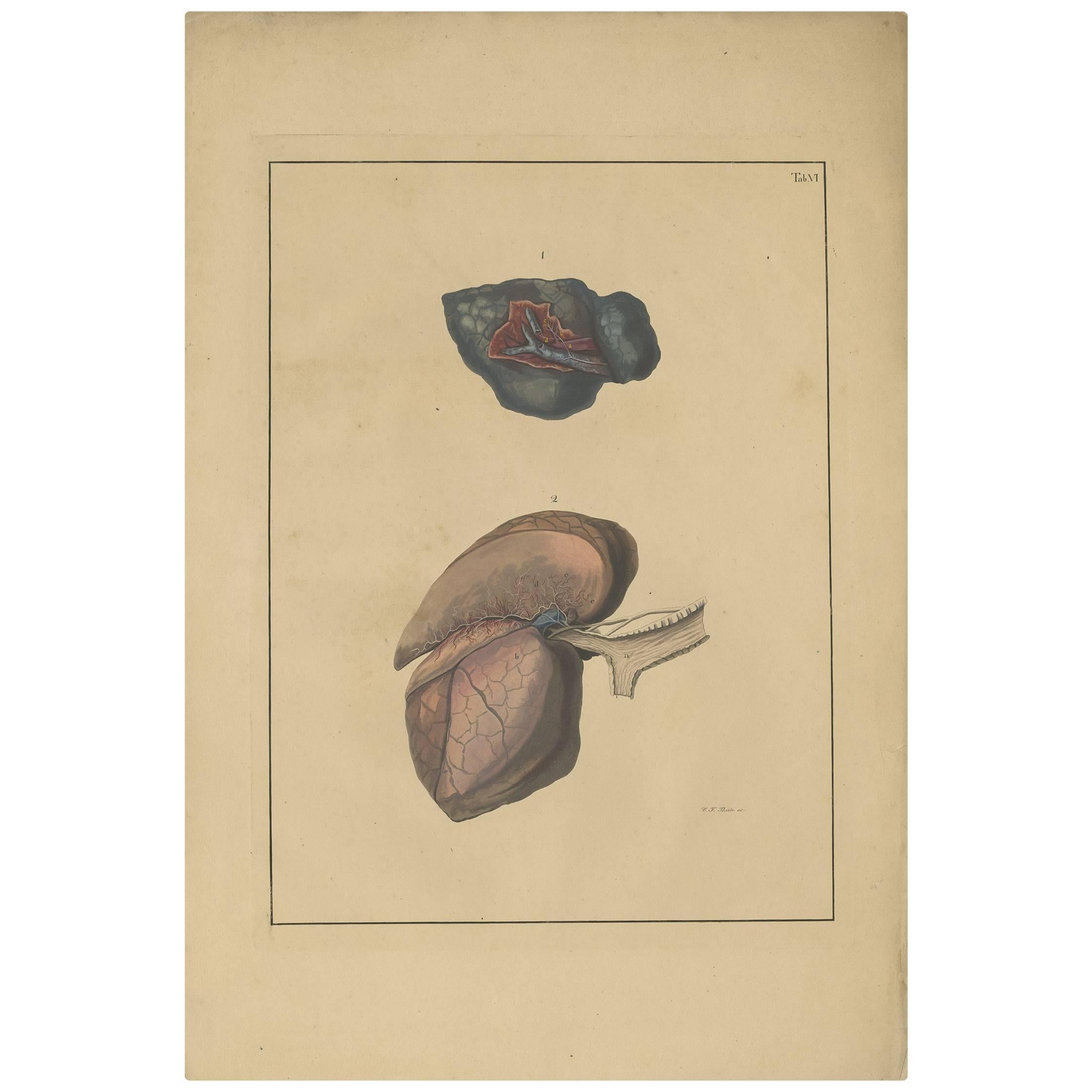 Antique Medical Print of Lungs ‘Tab. 6’ by F.D. Reisseisen, 1822 For Sale