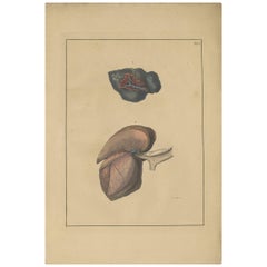 Antique Medical Print of Lungs ‘Tab. 6’ by F.D. Reisseisen, 1822