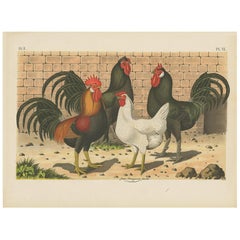 Antique Bird Print of Roosters and Chicken by A. Nuyens, 1886