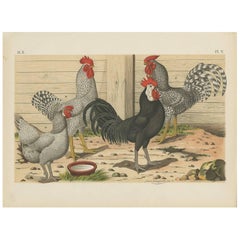 Antique Bird Print of various Malines Chickens (1886)