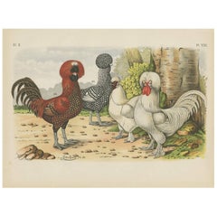 Antique Bird Print of Polish or Poland Chickens (1886)
