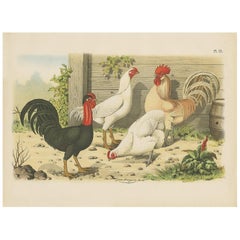 Antique Bird Print of Roosters and Chickens by A. Nuyens, 1886