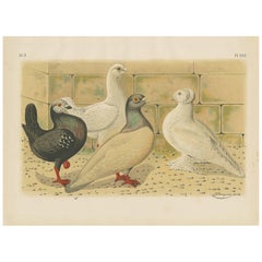 Antique Bird Print of various Pigeon Breeds (1886)