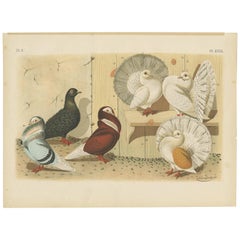 Antique Bird Print of various Pigeon Breeds (1886)